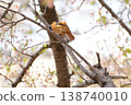 Spring 2026 - Residents of Himeji Castle 138740010