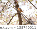 Spring 2026 - Residents of Himeji Castle 138740011