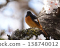Spring 2026 - Residents of Himeji Castle 138740012