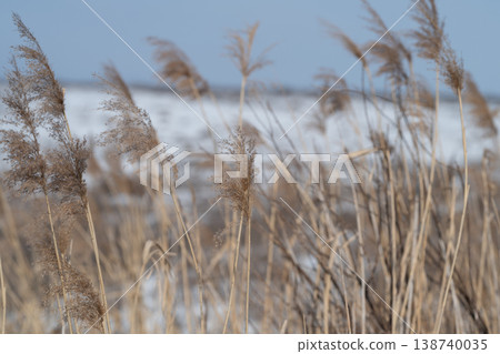 Marsh grasses bend under windy winter skies. Coastal marsh plants sway with force of winter winds. Reeds in coastal marsh community rustle and bend amidst stormy winter gusts Marsh grasses bend under windy winter skies. Coastal marsh plants sway with force of winter winds. Reeds in coastal marsh community rustle and bend amidst stormy winter gusts 138740035