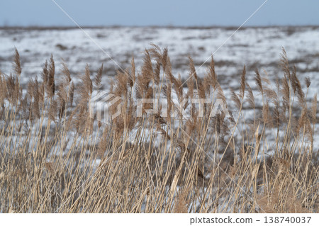 Snowy background highlights delicate textures of dry reeds and seedheads. Detailed examination of frostcovered grasses and seedpods against snowy scenery reads clearly 138740037