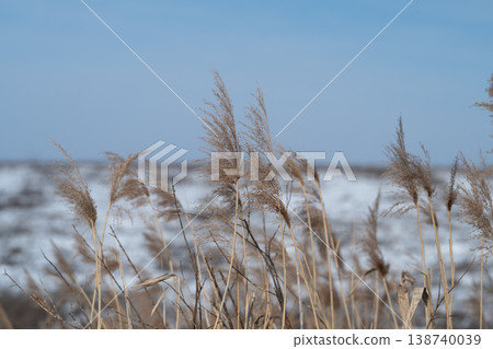 Windblown dry reeds arching across frozen marsh, motion suggested by angled stalks, cool palette with distant snowy flats, evokes wild coastal weather and movement Windblown dry reeds arching across frozen marsh, motion suggested by angled stalks, cool palette with distant snowy flats, evokes wild coastal weather and movement 138740039