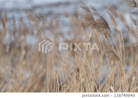 Reeds snow scene. Winter reeds with snow backdrop. Dry reeds and snow with textured details. Closeup of dry reeds featuring snow and delicate seed heads in soft lighting 138740040