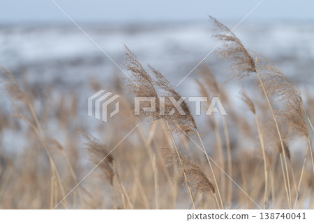 Delicate seeds glow against soft backdrop. Photograph capturing tiny seeds with gentle winter sky background. Closeup image of seed heads with light play and winter sky setting Delicate seeds glow against soft backdrop. Photograph capturing tiny seeds with gentle winter sky background. Closeup image of seed heads with light play and winter sky setting 138740041
