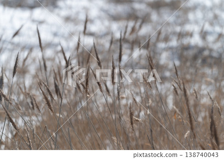 Twilight reed glow. Evening sunlight highlights seed structures. Shadows stretch over snow under dim skies. Serene scene with illuminated grasses and expansive winter shadows Twilight reed glow. Evening sunlight highlights seed structures. Shadows stretch over snow under dim skies. Serene scene with illuminated grasses and expansive winter shadows 138740043