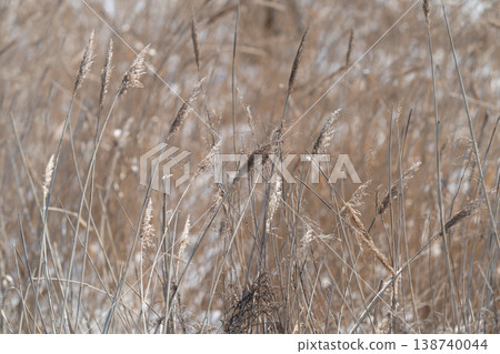 Frozen plant backdrop. Serene frostcovered seedheads captured in soft light. Calm early winter scene showcasing frosted seedpods and slender stems in muted tones 138740044