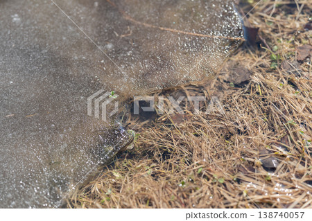 Icy bubbles forming in shallow thawing puddle, fine foam and reflective beads scattered across surface, subtle soil and grass textures visible beneath shimmering film 138740057