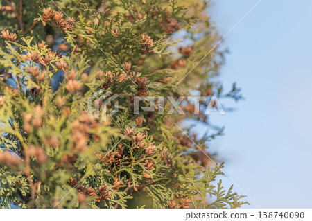 Lush border scene. Contemporary hedge landscape arrangement. Neatly trimmed evergreen boundary under sunny sky. Fresh outdoor scene with precisely shaped green hedges and trees 138740090