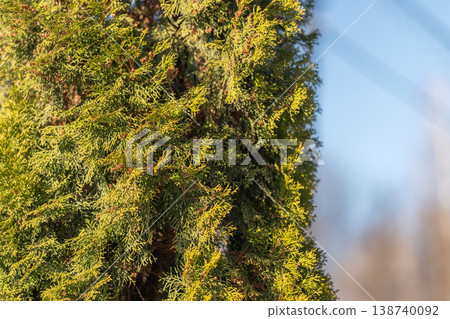 Vertical thuja column against sky, slender evergreen hedge forming clean boundary, soft background blur and cool blue tones, urban garden privacy and modern landscape vibe Vertical thuja column against sky, slender evergreen hedge forming clean boundary, soft background blur and cool blue tones, urban garden privacy and modern landscape vibe 138740092