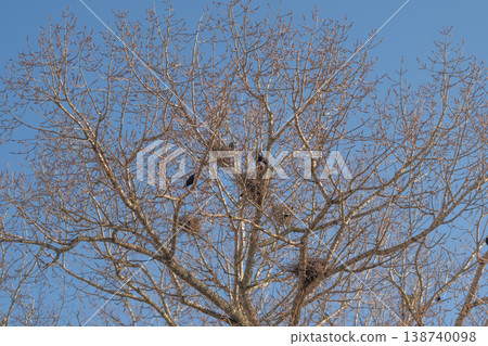 Birds and branches under sunlight and sky. An tranquil environment showing small birds perched in trees during migration season with sunlight illuminating habitat 138740098