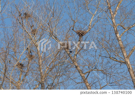 Silhouetted nests outlined against soft morning light and cerulean sky, stark branch geometry creating graphic composition, quiet mood of early day and patient avian watchfulness 138740100