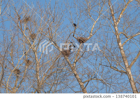 Serene treetop scenery. Calm natural scene of floating nests and silent branches. Tranquil overhead view of scattered nests amid lush green foliage and steady blue sky 138740101