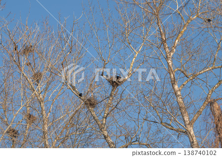 Quiet birch branches with empty nests. Minimal movement, delicate buds catching light, anticipation of returning birds, tranquil palette and meditative atmosphere 138740102