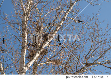 Restless birds cluster visibly near trees. Fidgety avian groups assemble beneath illuminated bark. Chattering restless birds congregate on tree trunks during seasonal study 138740103