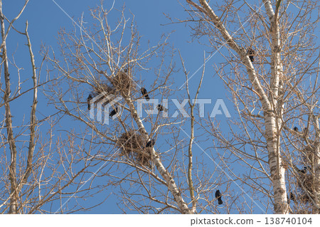 Clustering birds in trees. Group of birds perched amid dense twig clusters early spring. Numerous adult birds united on branches amidst budding spring limbs peacefully Clustering birds in trees. Group of birds perched amid dense twig clusters early spring. Numerous adult birds united on branches amidst budding spring limbs peacefully 138740104