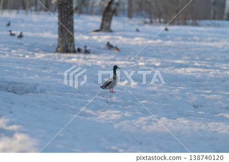 Duck surveys surroundings. Solitary duck in winter landscape. Lone duck observes snowy environment. Single mallard stands alert amidst wintery landscape with footprints 138740120