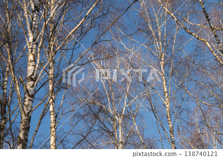 Spring birch snapshot. Clarity of blue sky highlights slender spring tree branches. Minimalist scene showcasing textured bark and vertical growth of birch trees during spring 138740121