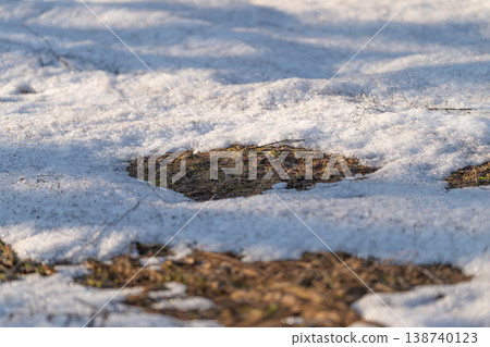 Melted snow patches on grass revealing damp earth and shallow puddles, sunlit soft shadows, textured thawing soil with scattered organic debris, late winter transition mood 138740123