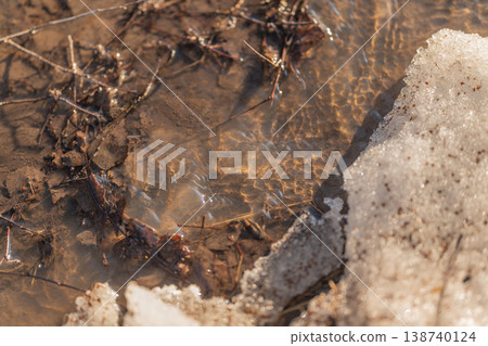 Nature transitions from winter to spring. New life emerges as seasons change gradually. Earth warms up with flowing water and budding growth 138740124