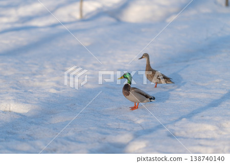 Seasonal bird courtship captured on snowy landscape bright green head. Drake and hen engaging in courtship rituals amid winter snow with vivid green head feathers Seasonal bird courtship captured on snowy landscape bright green head. Drake and hen engaging in courtship rituals amid winter snow with vivid green head feathers 138740140