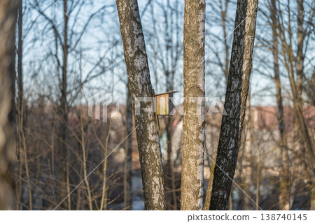 Quiet woodland with tiny birdhouse. Calm natural landscape featuring small nesting shelter. Idyllic forest scene in winter highlighting petite bird dwelling among trees 138740145