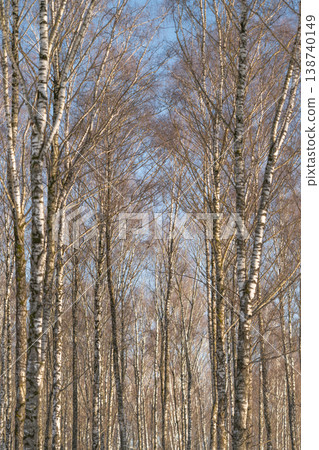 Bright spring forest. Golden sunlight illuminates slender birch trunks. Serene spring landscape showcasing tall white birch trees and radiant sunlight filtering through leaves 138740149