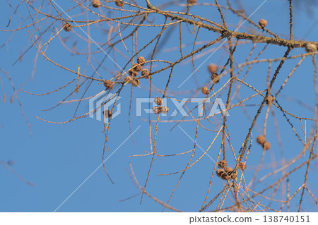 Serene natural scene. Springtime forest with cones. Calm landscape featuring pine seeds and blue sky. Peaceful environment showing seasonal transition and forest life 138740151