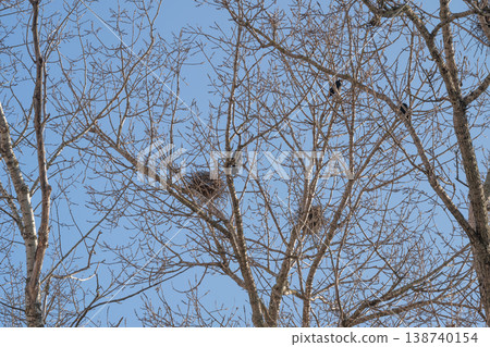 Suburban treetop nests signaling springtime renewal, imagined choruses of chirp and returning birds, intimate natural vignette near rural boundary, conservation reminder 138740154