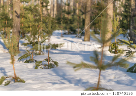 Young pines emerge from snow. Conifer sprouts punctuate pristine winter landscape. Peaceful snowcovered forest with emerging young pines and scattered tree trunks Young pines emerge from snow. Conifer sprouts punctuate pristine winter landscape. Peaceful snowcovered forest with emerging young pines and scattered tree trunks 138740156
