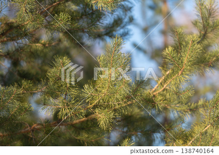 Tree canopy with blue background. Open forest canopy on calming blue diffuse light setting. Airy treetop branches with soft lighting and peaceful nature background for visuals Tree canopy with blue background. Open forest canopy on calming blue diffuse light setting. Airy treetop branches with soft lighting and peaceful nature background for visuals 138740164