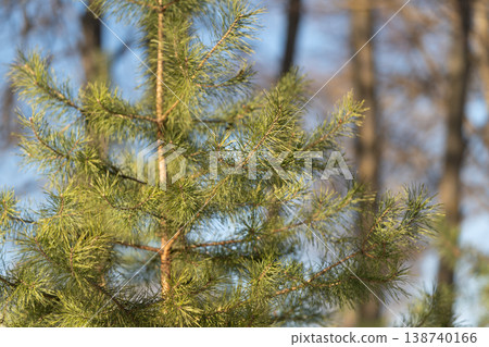 Pine forest closeup. Softly lit pine tips with delicate textures and serene mood. Close view of tender pine needles capturing warm late sunlight with serene natural ambiance 138740166