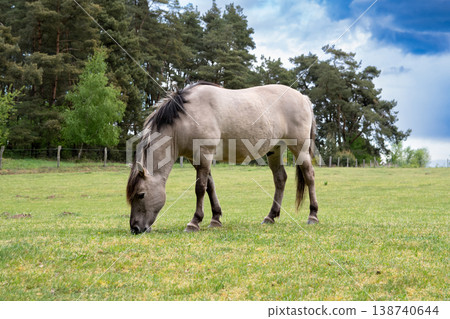 single horse grazing peacefully single horse grazing peacefully 138740644