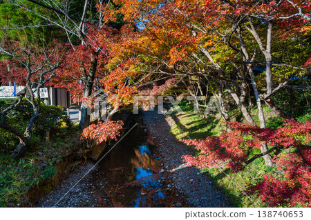 靜岡縣遠富國一宮市小國神社的秋葉 138740653