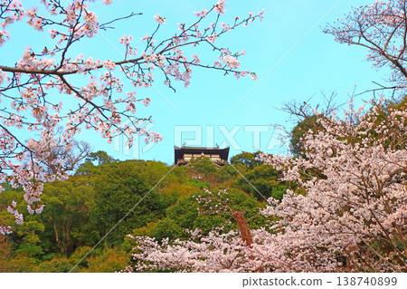 Inuyama Castle and cherry blossoms in Inuyama City, Aichi Prefecture. 138740899