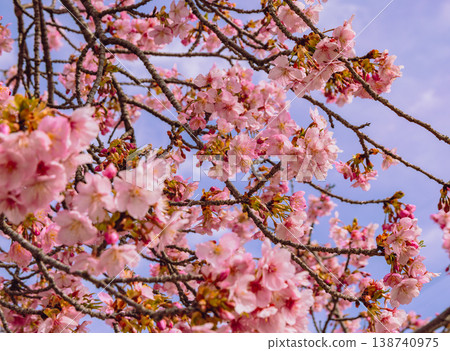 Kawazu cherry tree in full bloom shining in the blue sky Kawazu cherry tree in full bloom shining in the blue sky 138740975