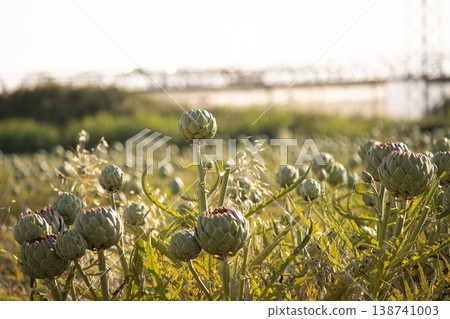 Artichoke field at sunset with fresh green plants growing in agriculture landscape Artichoke field at sunset with fresh green plants growing in agriculture landscape 138741003
