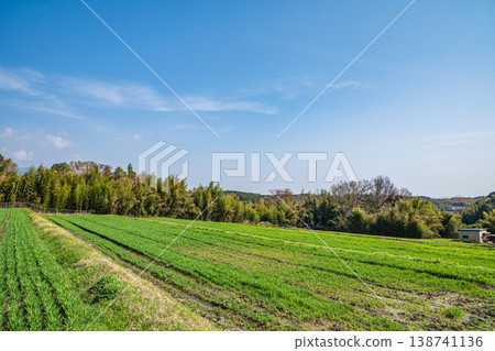 Wheat fields in Ogi, Otsu City, Shiga Prefecture Wheat fields in Ogi, Otsu City, Shiga Prefecture 138741136