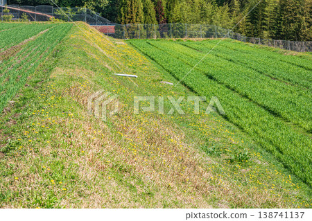 Wheat fields in Ogi, Otsu City, Shiga Prefecture Wheat fields in Ogi, Otsu City, Shiga Prefecture 138741137