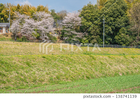 Cherry blossoms blooming on terraced fields, Ogi, Otsu City, Shiga Prefecture Cherry blossoms blooming on terraced fields, Ogi, Otsu City, Shiga Prefecture 138741139