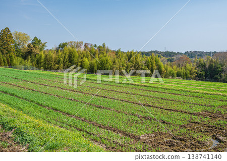 Wheat fields in Ogi, Otsu City, Shiga Prefecture 138741140