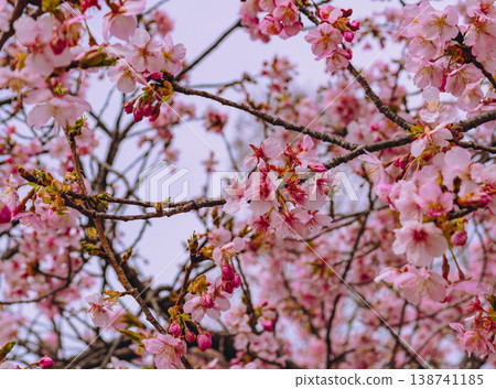 Kawazu cherry blossoms blooming against the blue sky Kawazu cherry blossoms blooming against the blue sky 138741185