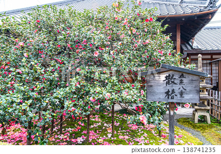 Five-colored double-flowered camellia at Jizoin Temple in Kyoto Five-colored double-flowered camellia at Jizoin Temple in Kyoto 138741235