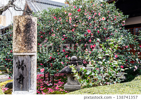 京都地藏院的五色重瓣山茶花 京都地藏院的五色重瓣山茶花 138741357