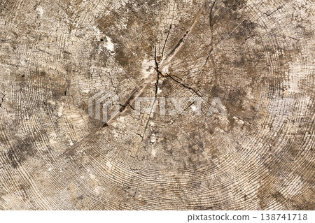 Majestic Tree Stump Close-Up Majestic Tree Stump Close-Up 138741718