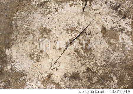 Weathered Tree Stump with Cracked Bark Weathered Tree Stump with Cracked Bark 138741719