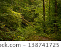 Isolated Fire Hydrant Amidst the Serenity of a Forest 138741725