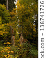 Majestic Trees Amidst the Forest Canopy 138741726