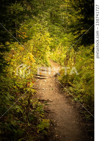 Winding Trail Through the Forest Woods Winding Trail Through the Forest Woods 138741727