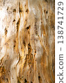 Nature's Weathered Beauty: Close-up of a Tree Trunk with Characterful Holes 138741729