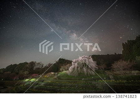 櫻桃樹 櫻桃樹 138741823